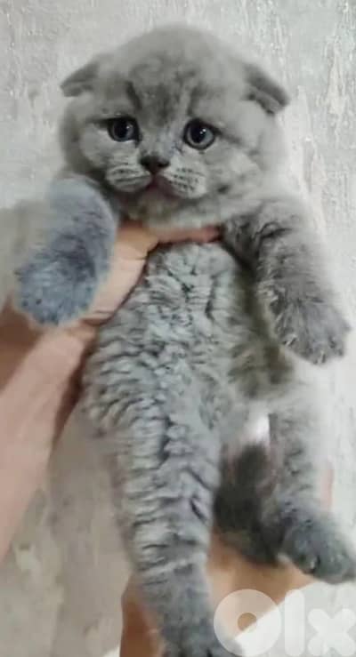 Scottish fold