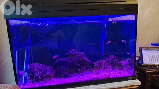 Reef aquarium 75 liters