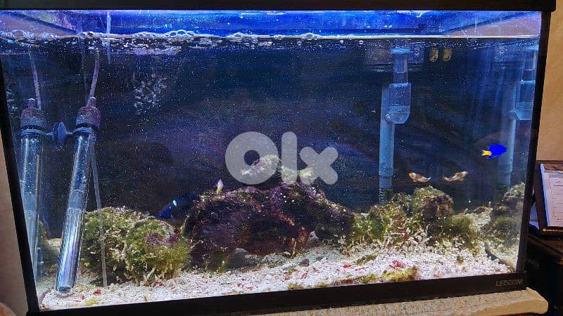 Reef aquarium 75 liters 1