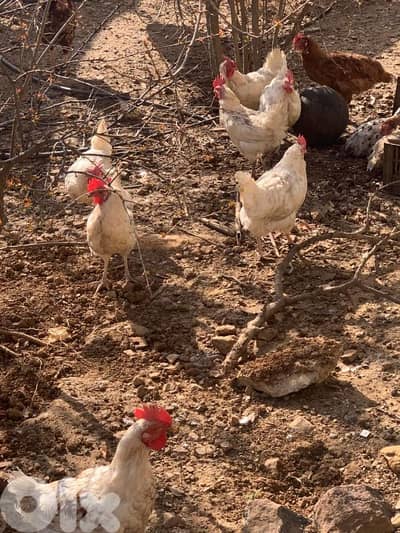 دجاج صونيا للبيع