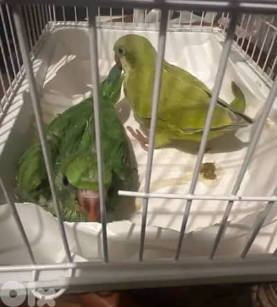 فراخ تزقيم للبيع