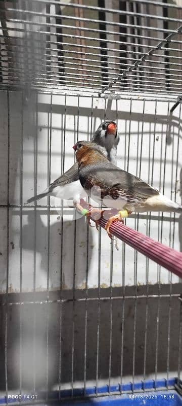 جنة ابو جامبو