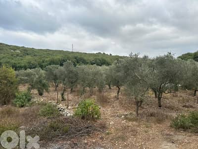 Hamat  Batroun Olive Land - أرض زيتون هادئة في حامات البترون
