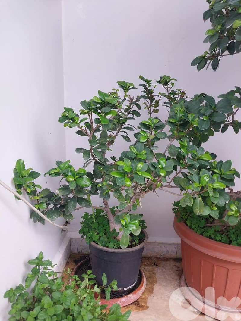 2 Bonzais For Sale 1