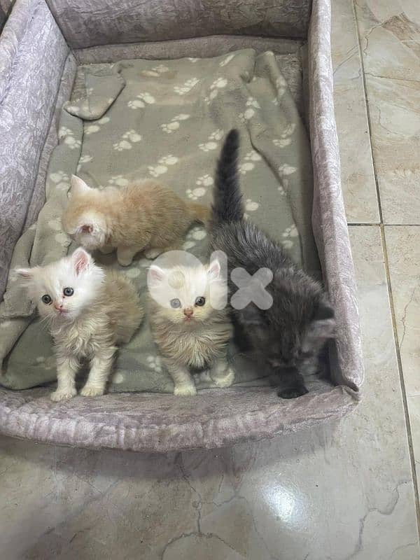 cats for sale British& chinchilla 3