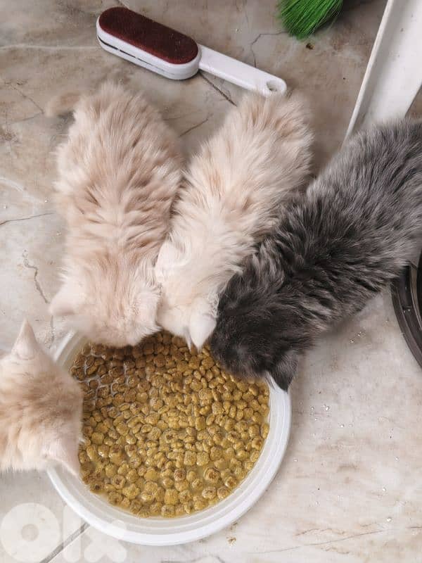 cats for sale British& chinchilla 4