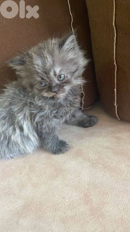 cats for sale British& chinchilla 5