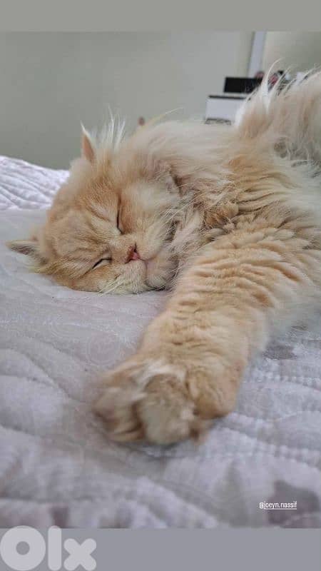 best cat you can have 1