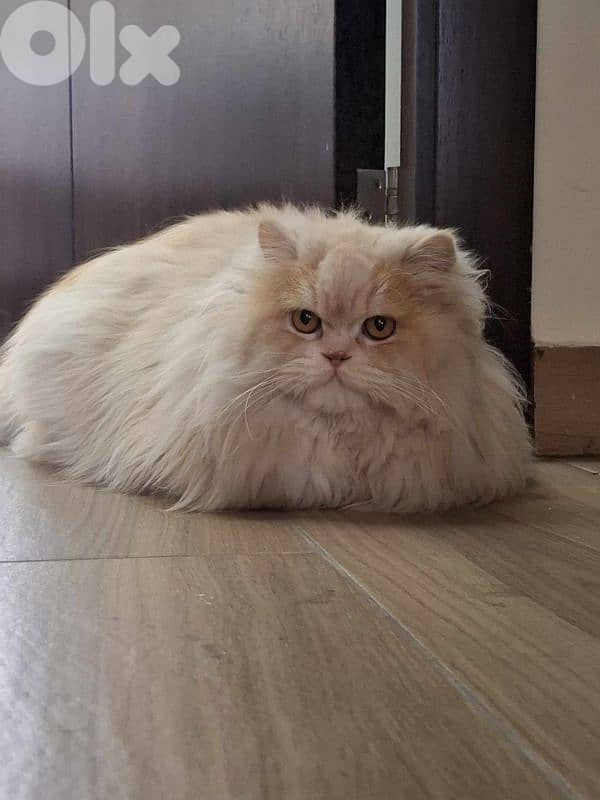 best cat you can have 2