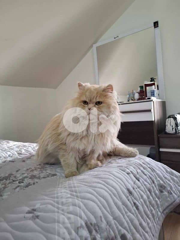 best cat you can have 3