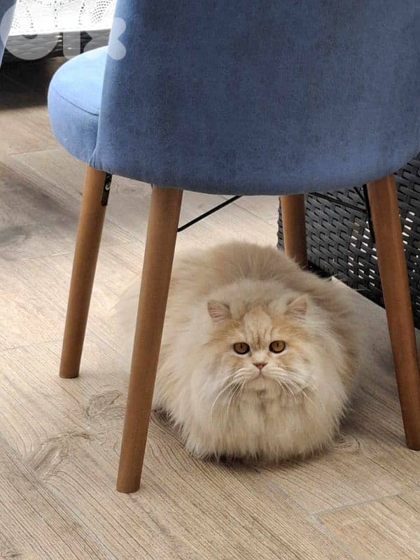 best cat you can have 4