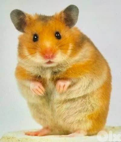 hamster