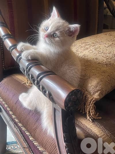 scottish straight creamy