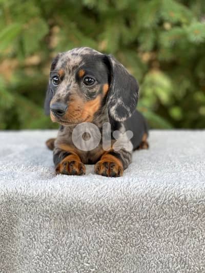 Dapple Dachshund Puppies/ dog كلاب