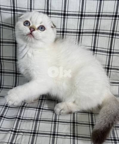 Scottish fold