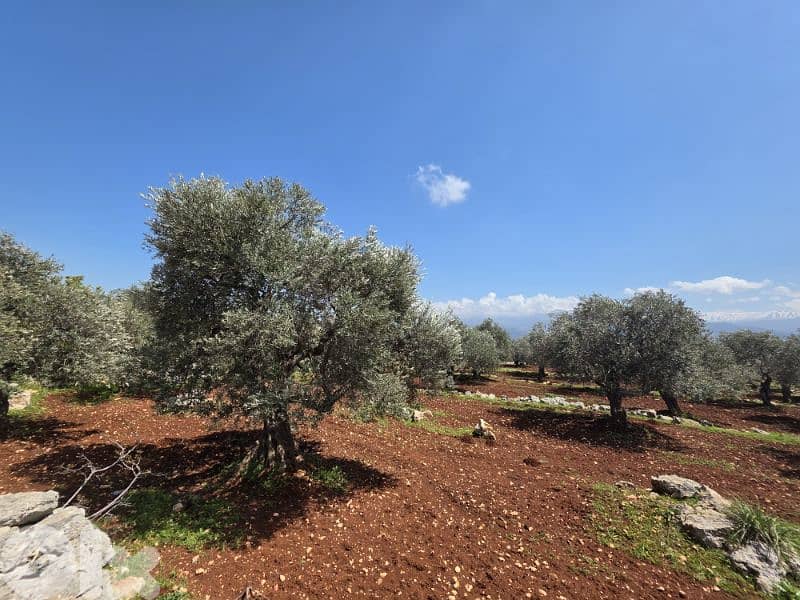 RWB189CC - Land for sale in Nakhle Koura 1