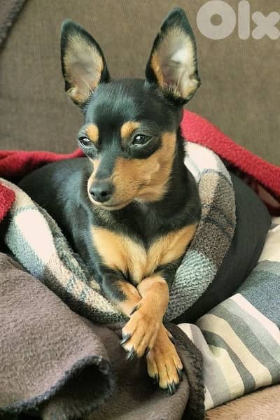 Mini Pinsher puppy delivery available