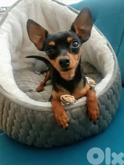 SMALL mini pinsher delivery