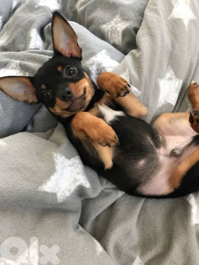 Mini Pinsher Fully Vaccinated