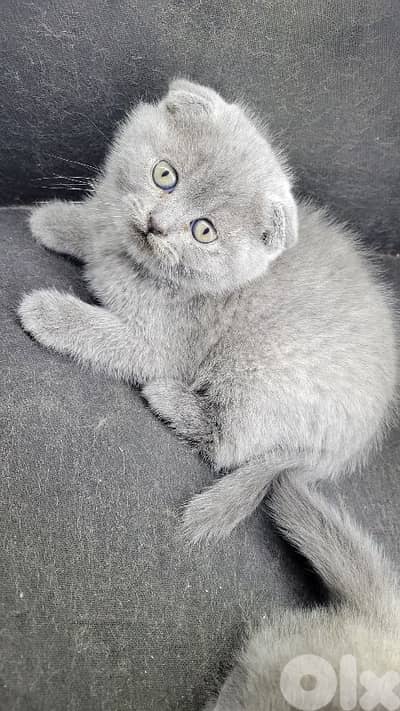 pure Scottish fold kitten HIGHEST