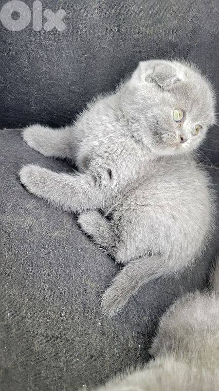 pure Scottish fold kitten HIGHEST 1