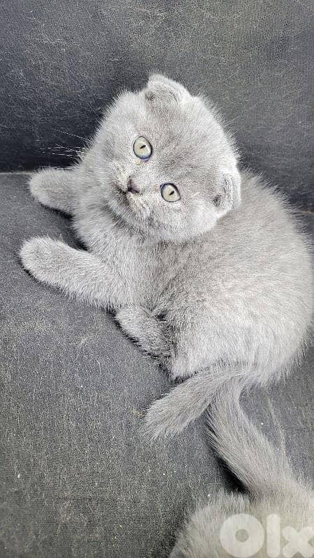 pure Scottish fold kitten HIGHEST 2