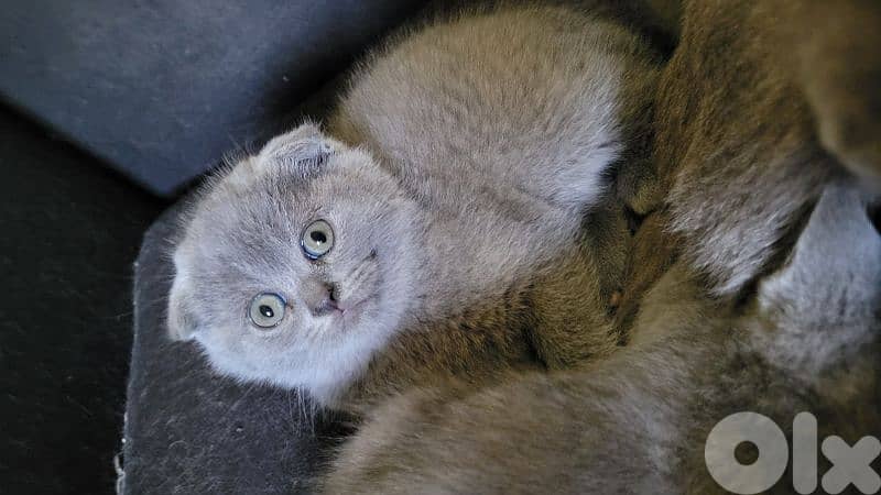 pure Scottish fold kitten HIGHEST 3