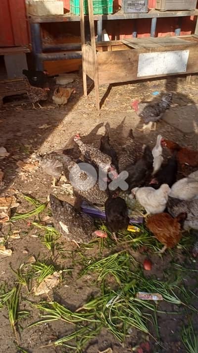 دجاج للبيع فراخ السنة