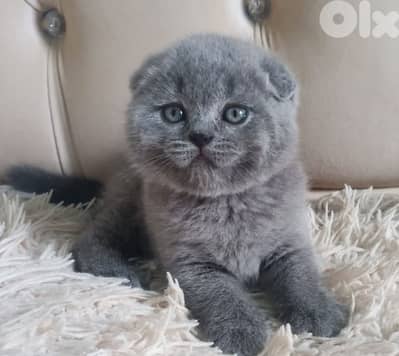 Scottish fold