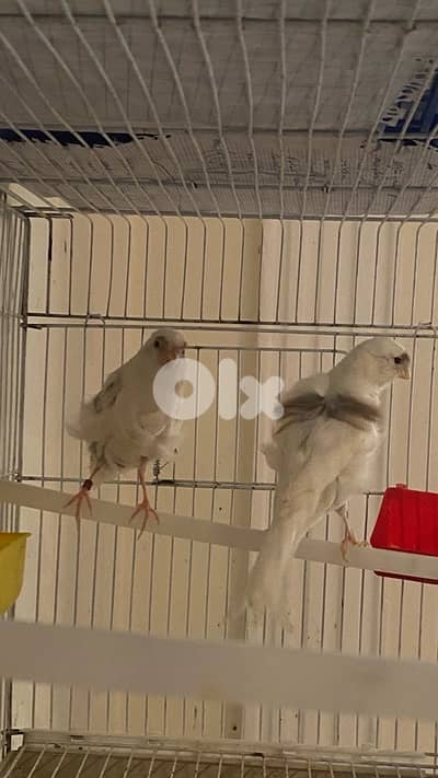 canary (شيلي وحدي)