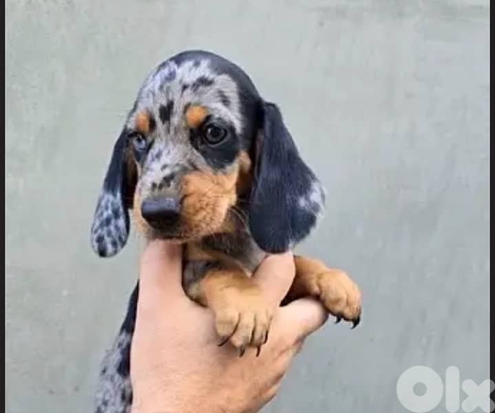 Imported Dachshund Dapple puppy dog sausage AVAILABLE 5