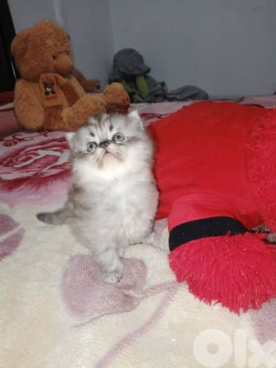 cheraze 3mro shaher dakar