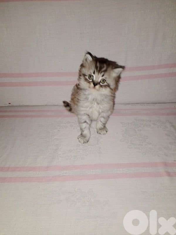 cheraze 3mro shaher dakar 1