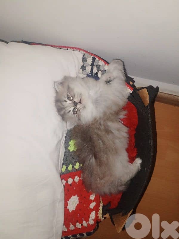 cheraze 3mro shaher dakar 2