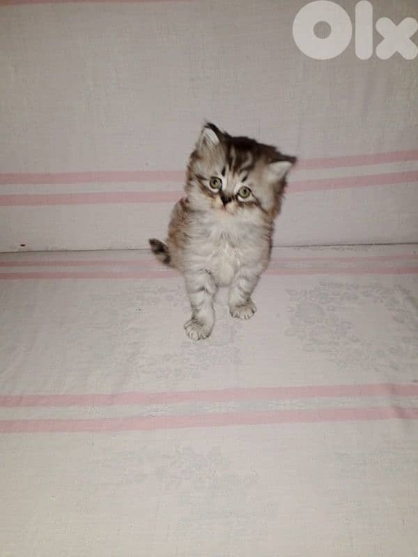 cheraze 3mro shaher dakar 3