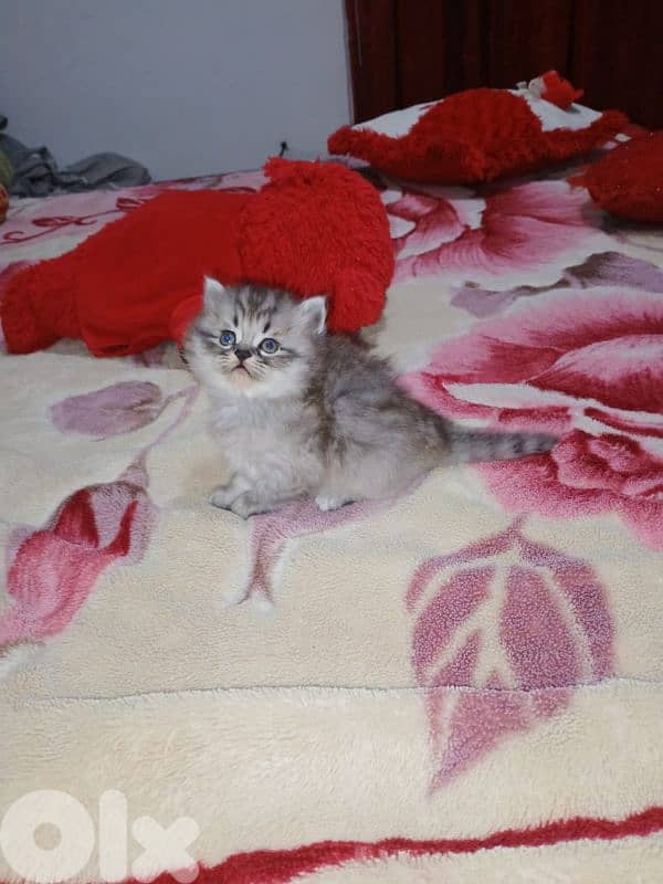 cheraze 3mro shaher dakar 4