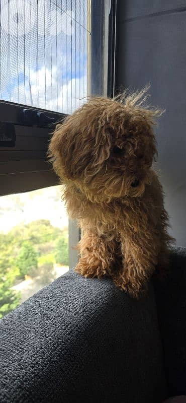 Toy Poodle