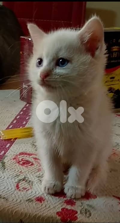 (Olive) قطعه جمال