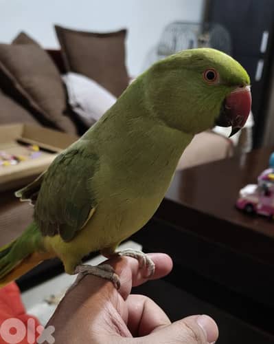 ببغاء درة أليف