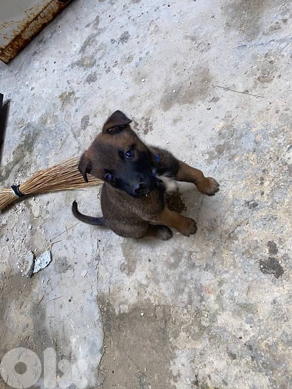 malinois black mask 1