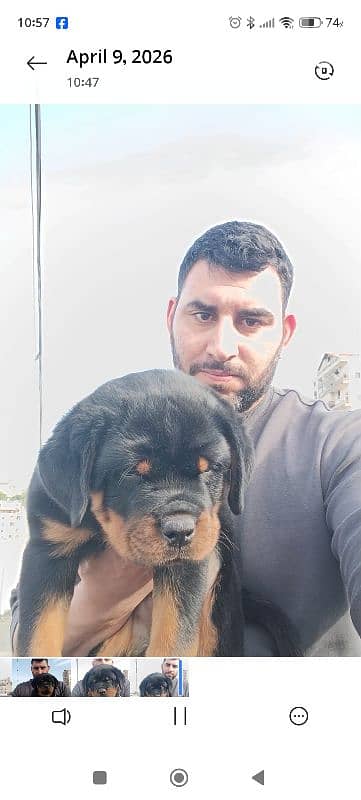 rottweiler bloodline serbia