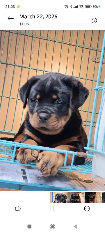 rottweiler Serbian blood