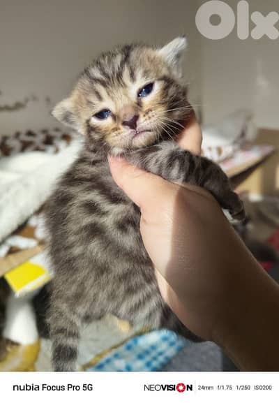 لبنان لجنوب