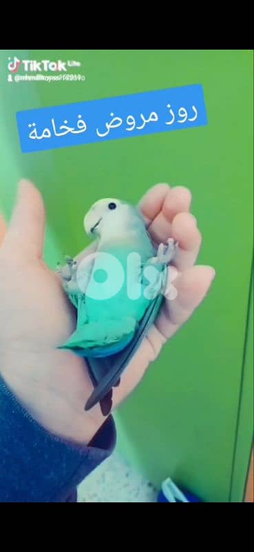 بيروت الحمرا