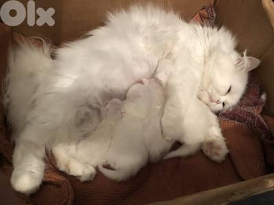 Persian and Himalayan kitten-new Born-House Raised