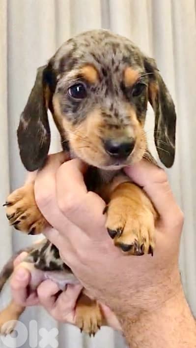 Imported Dachshund Dapple puppy dog sausage AVAILABLE