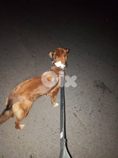 You eat one meal a day