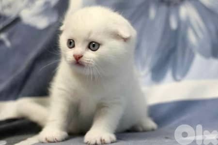 White Scottish Fold Kitten - cat قطط