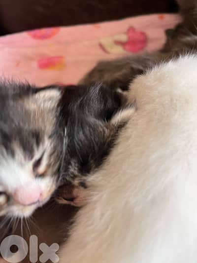 british + turkish mix