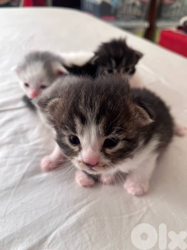 british + turkish mix 1